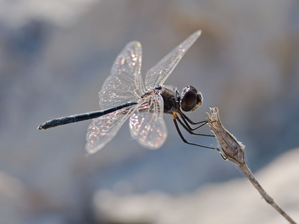Selysiothemis nigra
